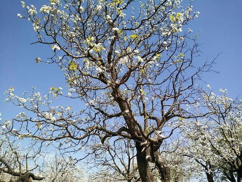 二、 人参榕的风水寓意及其摆放禁忌