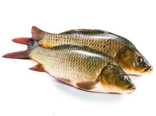 女人梦见超大超大的鲤鱼是什么寓意？