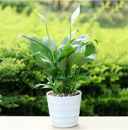 广东万年青摆放在客厅风水上合适吗？