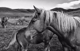 2002年出生的马在2026年运势如何改变？