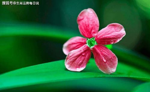 口吐连花和满脸生花分别对应哪个生肖年份？