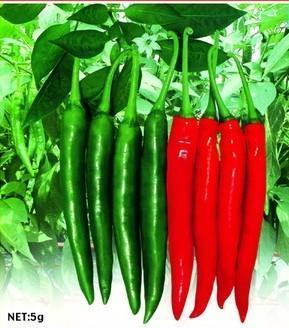 在家种植尖椒会对家庭风水产生什么影响？