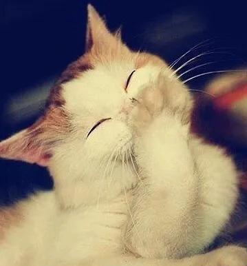 鼠年为例：应对挑战与把握机遇