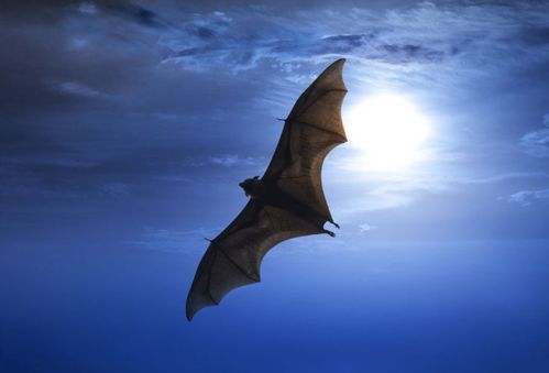 家里出现蝙蝠是吉是凶，风水如何改？