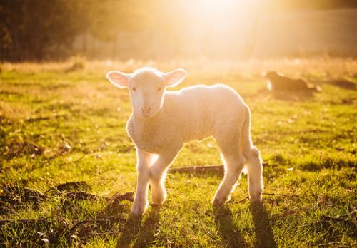 2026年属羊人的感情运势如何，他们的感情生活会有哪些变化？