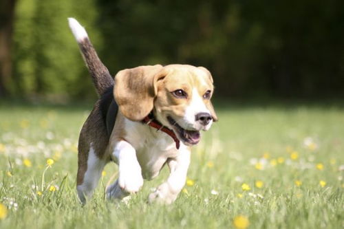 鼠年属狗的人2026年运势究竟如何？