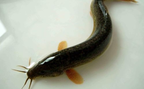 五条鱼和一条泥鳅的风水布局，哪种组合更佳？