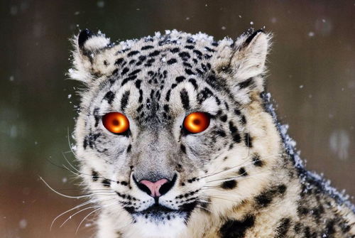 属虎：“虎啸山林”——力量与勇气的体现