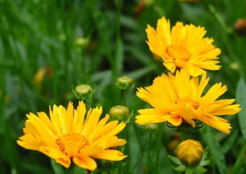 黄花是什么生肖年？黄花女儿打一生肖数字是什么意思？这两个生肖年份和数字有何关联？