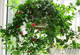 一、  种植前的风水选址与时令禁忌