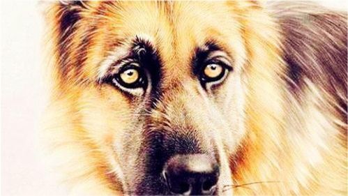 属狗的金牛座男性性格特点是什么？属狗的金牛座具体含义是什么？