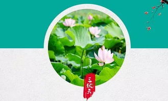 三、  三伏天养生的具体实践：兼顾个体差异与整体调理