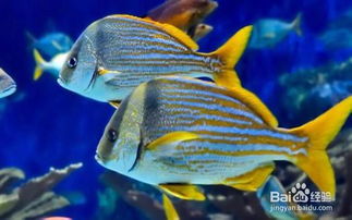 水质：维持生命之源的纯净与平衡