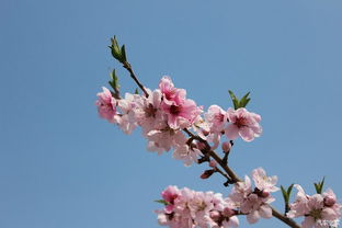 6. 白羊座——六月桃花绽放背后的冲动控制