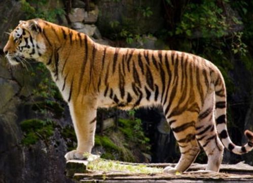 1986年属虎的人现在多少岁，何时开始走大运？