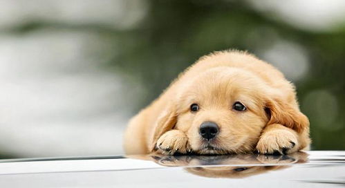 属兔的人佩戴与狗相关的碧玺饰品是否适宜呢？