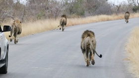 金命人的运势流转与吉日选择