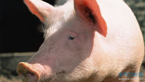 1983年属猪大海水命的人适合购买几楼住宅？住在二楼是否适宜？