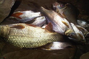 梦见购买价格低廉的鱼意味着什么？这是好兆头吗？