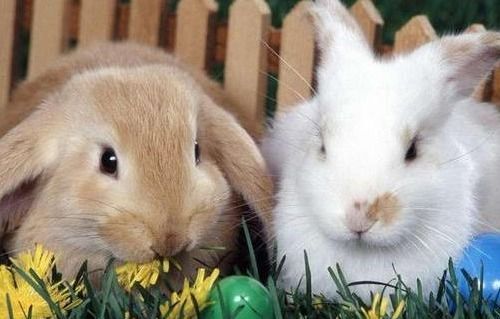 属兔又属牛的人性格如何？他们分别出生在哪几年？