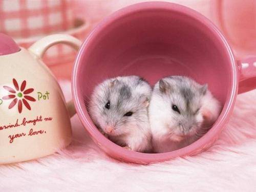 26年属兔的人明年犯太岁需要化太岁吗？