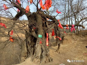 二、 夜访探秘：个体经验与集体记忆的交叉验证