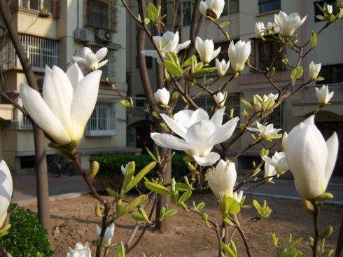 3. 整体运势的综合调节