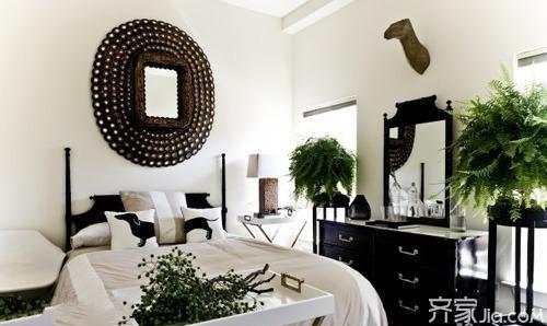 5. 发财树（Pachira aquatica）——吉祥寓意与氧气供给并行