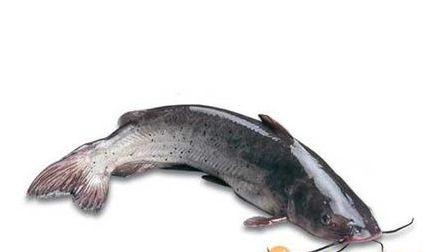 一、  寻墓之鲶鱼：传奇故事的缘起