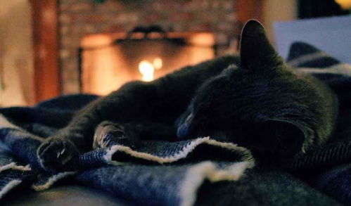 1. 猫属木，方位选择的较深层寓意