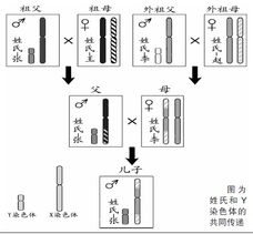 一、 古代宗教信仰与图腾崇拜对姓氏形成之初步作用于