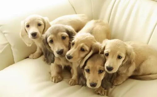 生肖狗究竟对应哪个历史年代？狗作为宠物在哪个年代就已经陪伴人类了呢？