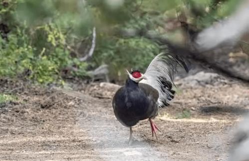 一、  性格特质：社交智慧与审美感知的双重奏