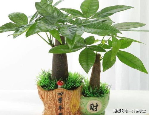 2. 参考五行属性