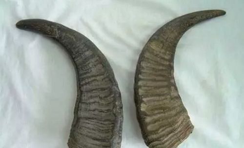 牛角装饰品吉凶图解，摆放在何处为吉位？