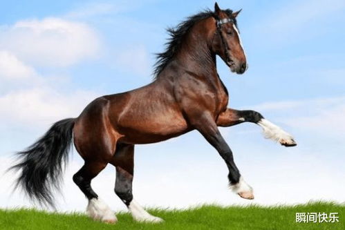 马属与龙婚配，马和龙的最佳婚配组合究竟是怎样的神秘搭配呢？