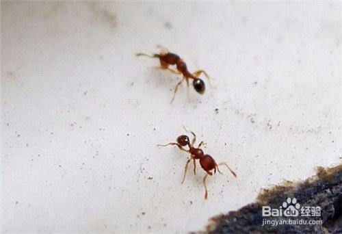 坟头蚂蚁吉凶预兆，坟头全是蚂蚁预示着什么？