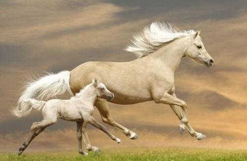 2023年生肖马运势旺到爆具体表现是怎样的？