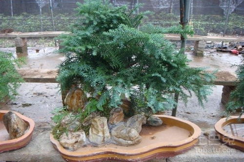 澳洲杉盆景摆放风水有哪些忌讳需要注意？