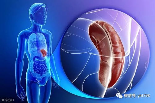 ：脾脏在防范突发病理事件中的理论意义