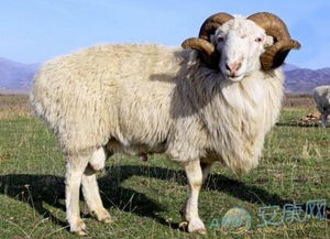 梦见老公被羊攻击或追有什么特殊含义或预兆？