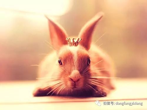 一、 生肖虎在金星加持下之领导型人格与致命性张力