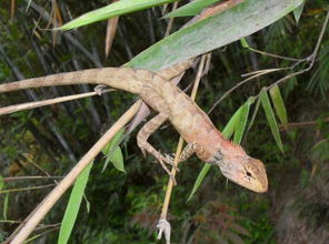 家养蜥蜴真的会对家居风水产生重大影响吗？