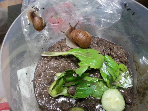 风水蜗牛地如何布局？蜗牛风水图解有哪些讲究？