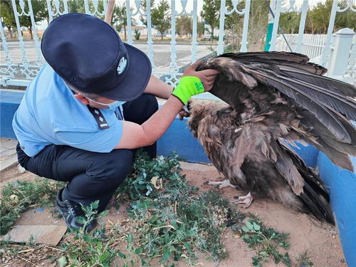 遇到秃鹫吉凶，日本秃鹫预示着什么？