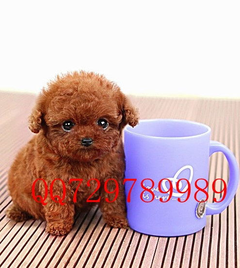 1. 品种纯度与血统谱系的命理学解读