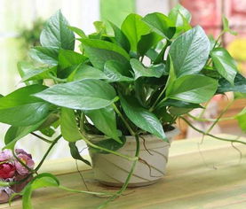 单身狗的绿萝春天