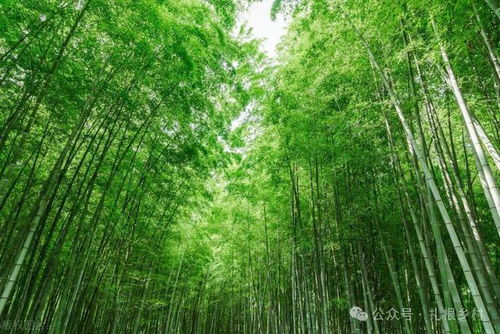 ：惯与门前植竹的文化意蕴与现实考量