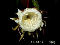 五、 命理学视角下的“昙花命”解析
