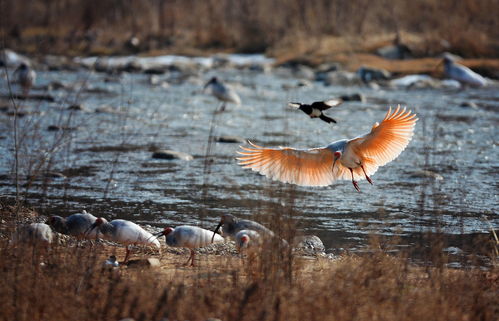 请问哪种动物以滴水不漏的口风著称，被比喻成一诺千金的典范？